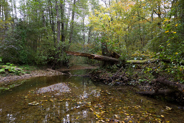 Picturesque creek in the autumn forest. Autumn landscape.