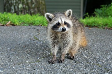 Small baby raccoon near house.