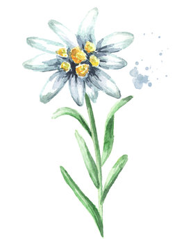 Edelweiss flower (Leontopodium alpinum) with leaves, Watercolor hand drawn illustration isolated on white background