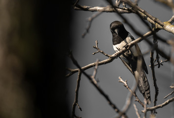 Pica pica (Pega) looking down from the top of a tree.