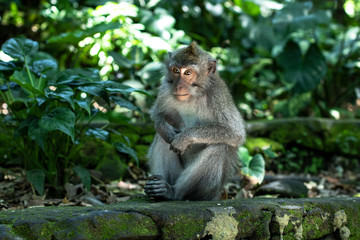 Naklejka na ściany i meble Balinese monkeys 6