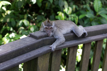 Balinese monkeys 1