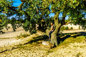 Fototapeta premium Senior woman sitting on a tree branch of a tree in the mini desert Beekhuizerzand in the Hoge Veluwe nature reserve in the province of Gelderland in the Netherlands