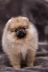 spitz dog pomeranian puppy