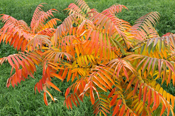 Acetic tree - suma fluffy "Tiger's Eye" (Rhus typhina). Bright yellow-orange leaves on a background of green grass.