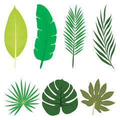Exotic leaves objects. Vector design.