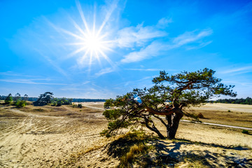 Obraz premium Sun setting over the mini desert of Beekhuizerzand in the Hoge Veluwe nature reserve under bright sun rays and blue sky in the province of Gelderland in the Netherlands