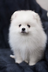 spitz dog pomeranian puppy