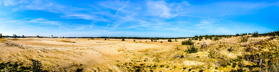 Fototapeta na wymiar Panorama the mini desert Beekhuizerzand in the Hoge Veluwe nature reserve under blue sky in the province of Gelderland in the Netherlands