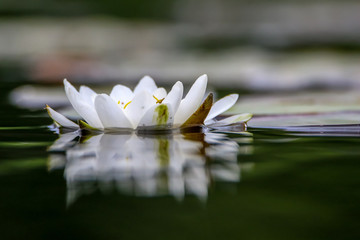 White water lily in water.