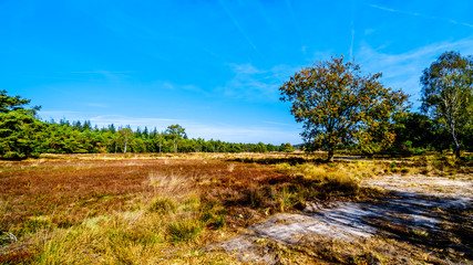 The heather fields and forests in the Hoge Veluwe nature reserve in Gelderland province in Netherlands