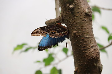 Mariposa en flor árbol planta