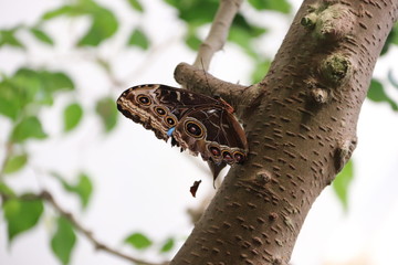 Mariposa en flor árbol planta