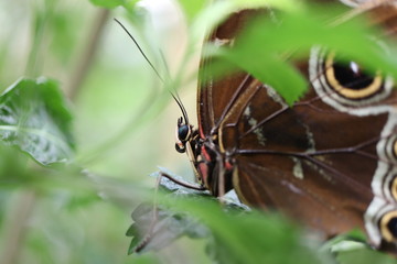 Mariposa en flor &aacute;rbol planta