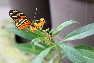 Mariposa en flor &aacute;rbol planta