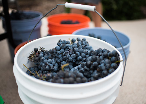 Buckets of freshly picked grapes at grape harvest and winemaking