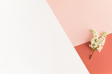 Spring flowers on female pastel desk. White lilac flowers on white pink coral background. Flat lay, top view.