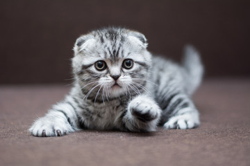 Plakat kitten cat Scottish straight, loose fluffy, animal munchkin