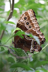 Mariposa en flor &aacute;rbol planta