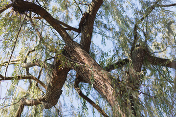 Fototapeta na wymiar under the willow tree