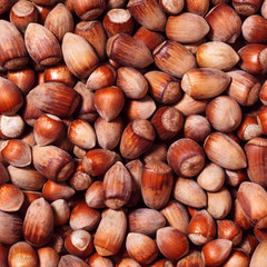 Fototapeta premium background - wild hazelnuts of different sizes