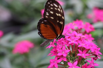 Mariposa en flor árbol planta