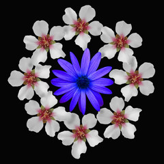 Composizione floreale