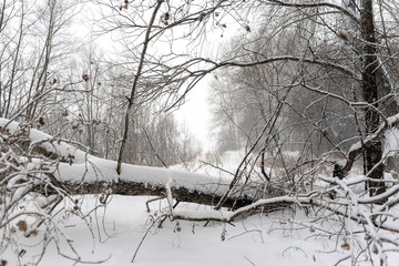 Fallen tree in the snow blocks the path in the snow in the forest against a Blizzard and low visibility. Exit to the river Bank in a snowy fog.