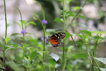Mariposa en flor árbol planta