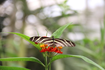 Mariposa en flor &aacute;rbol planta