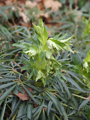 Helleborus foetidus - Hellébore fétide ou Pied-de-griffon au feuillage vert foncé et aux petites...