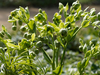 Helleborus foetidus - Hellébore fétide ou Pied-de-griffon au feuillage vert foncé et aux petites fleurs en clochette marquées de rouge sur les bords