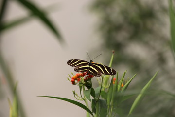 Mariposa en flor árbol planta