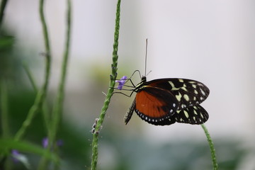 Mariposa en flor &aacute;rbol planta