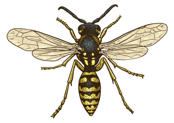 Wasp illustration, engraving, drawing, ink, vector