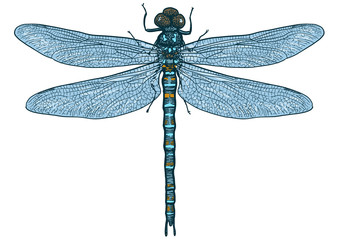 Dragonfly illustration, engraving, drawing, ink, vector