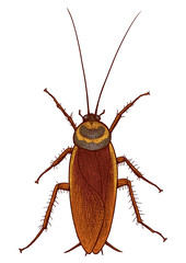 Cockroach illustration, engraving, drawing, ink, vector