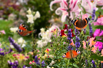 Schmetterling 511 © K.-U. Häßler