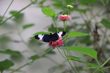 Mariposa en flor &aacute;rbol planta