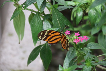 Mariposa en flor árbol planta