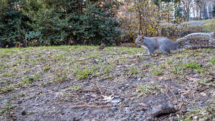 Central Park, New York