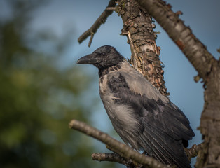 Hooded crow, bird close up, sitting on the tree in green park.