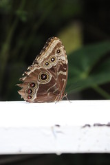 Mariposa en flor &aacute;rbol planta