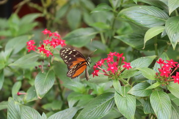 Mariposa en flor &aacute;rbol planta