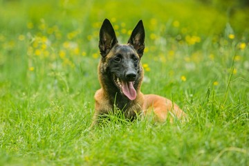 Portrait of malinois dog with black muzzle, long ears and brown hair, open mouth, pink tongue sticking out, lying in green grass, yellow flowers growing in a meadow, sunny summer day 