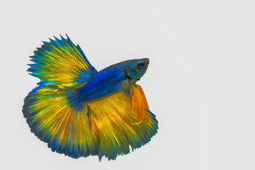 yellow siamese fighting fish,Halfmoon betta fish isolated on white background.