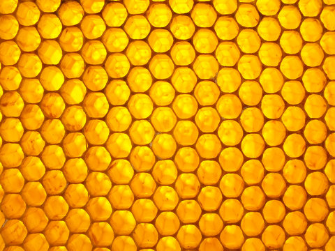 Honeycomb full of fresh sweet honey. Natural texture