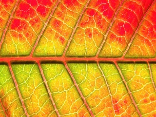 Obraz premium Poinsettia leaf macro (Euphorbia pulcherrima)