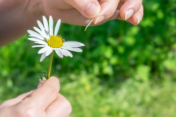 Chamomile and petals