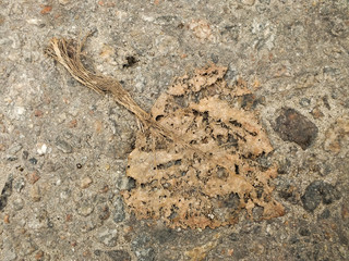 Fade away. Fallen poplar leaf on asphalt. Autumnal grunge background